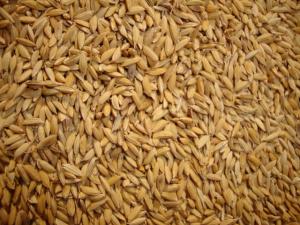 Mainak Bhog (Baskati Rice)