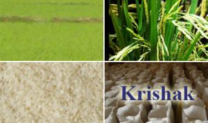 Krishak (Gobindobhog Rice)